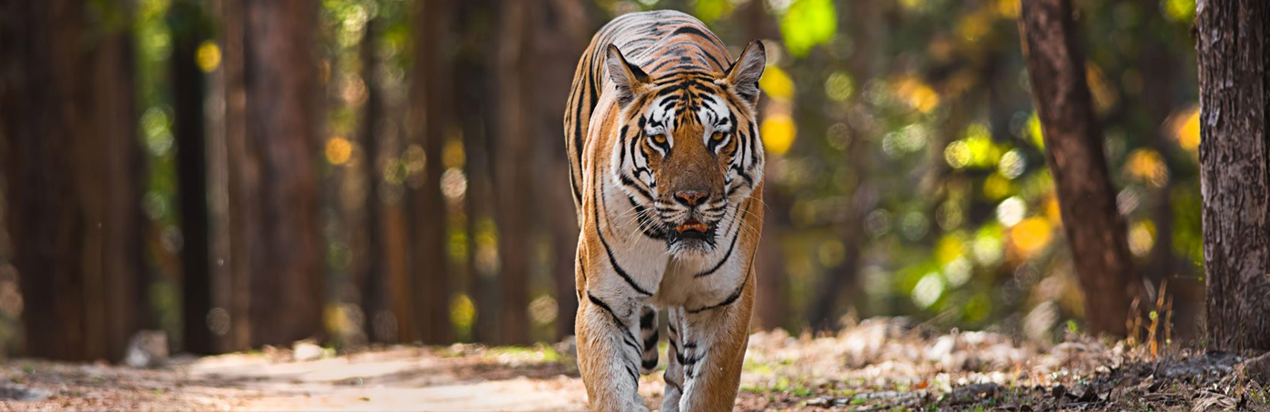 Pench National Park landscape